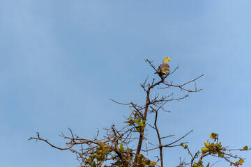 Udawalawe National Park, Sabaragamuwa and Uva Provinces, Sri Lanka