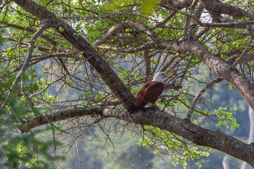 Udawalawe National Park, Sabaragamuwa and Uva Provinces, Sri Lanka