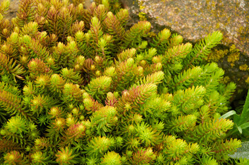Sedum in Nature. Natural background of green sedum
