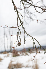 A lonely beech tree on a tree branch in winter.