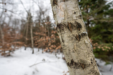 Fototapeta premium Detail of the trunk of a young birch tree in winter.