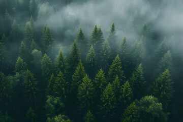 Lush Green Forest With Abundant Trees