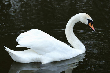 White swan floating on dark blue water. Mute Swan at sunset. Romance. Seasonal postcard. Happy...