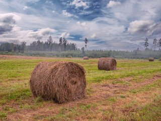 Round shape bale of grass hay in a filed, Blue cloudy sky in the background. Agriculture and farming industry. Winter season preparation. Use of modern heavy machinery. Animal feed. © mark_gusev