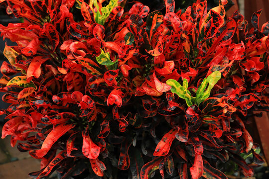Vibrant and colorful croton named Mammy growing in full sun in Florida.
