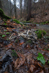 Decomposing body of a dog by the water.