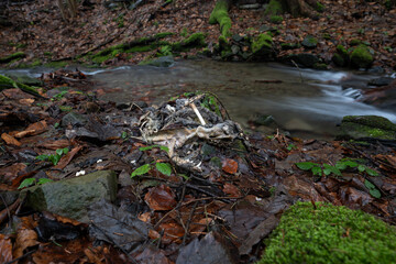 Obraz premium Decomposing body of a dog by the water.