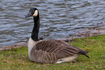 Kanadagans, Gans sitz auf einer Wiese am Ufer eines Sees