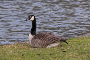 Kanadagans, Gans sitz auf einer Wiese am Ufer eines Sees