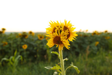 Unusual modified sunflower mutation at field. Deformulated conjoined mutated yellow flower with...