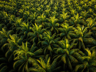 Aerial view of coconut tree field