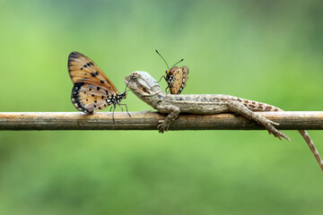 lizard, bearded dragon, butterfly, a bearded dragon, and two butterflies on its body
​