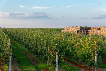 A large stack of wooden boxes for picking apples in an apple orchard.