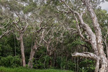 Twisted branches and trunks of coastal tea trees