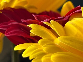 Obraz premium red and yellow daisy