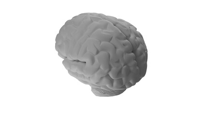 medical illustration realistic 3d rendering brain mono