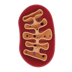 medical illustration realistic 3d rendering mitochondria