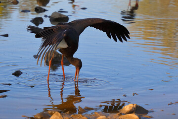 Schwarzstorch / Black Stork / Ciconia nigra.