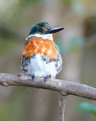 small kingfisher