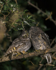 kiss of megascops choliba on a branch