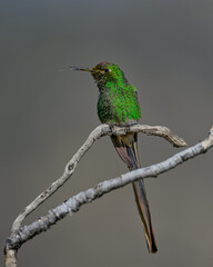 comet hummingbird in a branch