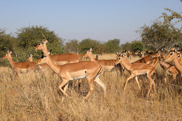 Schwarzfersenantilope / Impala / Aepyceros melampus.