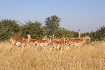 Schwarzfersenantilope / Impala / Aepyceros melampus