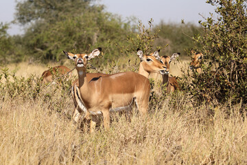 Schwarzfersenantilope / Impala / Aepyceros melampus