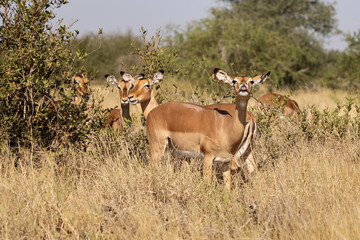 Obraz na płótnie Canvas Schwarzfersenantilope / Impala / Aepyceros melampus