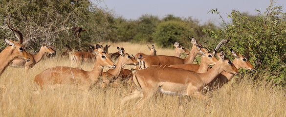 Schwarzfersenantilope / Impala / Aepyceros melampus