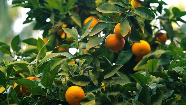 Ripe juicy sweet oranges on the tree. Orange plantation
