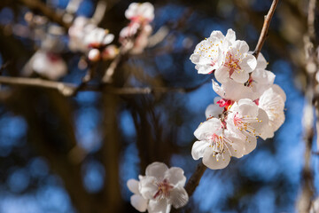 Fiori di albicocca in primavera