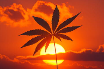 Silhouetted Marijuana Plant Against a Sunset