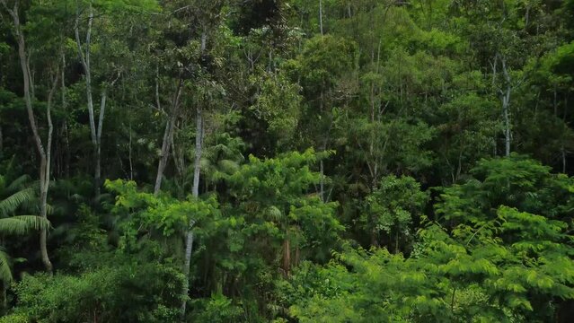 Aerial footage showing a big expanse of the brazilian atlantic forest