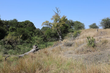 Krüger Park - Afrikanischer Busch / Kruger Park - African bush /