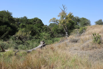 Krüger Park - Afrikanischer Busch / Kruger Park - African bush /