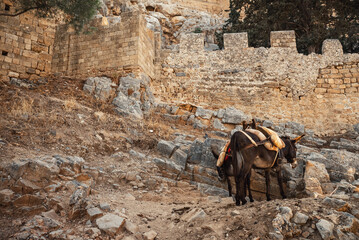 Donkeys stand in the shade and rest near the Acropolis of Lindos.