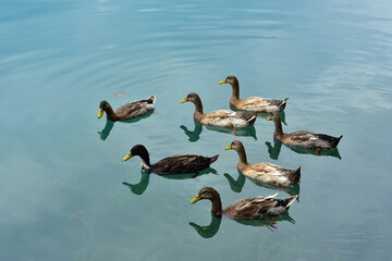Group of wild mallard ducks on surface of calm green water: Location: Lake Bled Slovenia