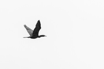 Pato al Vuelo