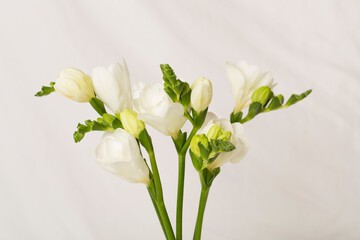 Nice white freesia flowers on light background