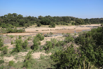 Fototapeta na wymiar Afrikanischer Busch - Krügerpark - Timbavati River / African Bush - Kruger Park - Timbavati River /