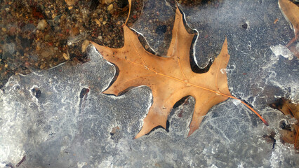 leaf in ice