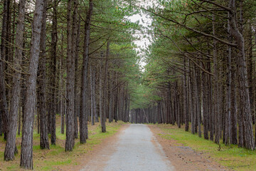 Summer landscape, Natural gravel path or small street through the forest, A pine is any conifer in the genus Pinus of the family Pinaceae, Dutch Wadden Sea island Terschelling, Friesland, Netherlands.