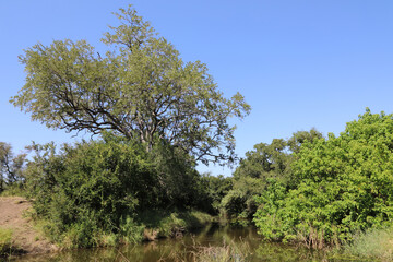 Afrikanischer Busch - Krügerpark - N'watinghala River / African Bush - Kruger Park - N'watinghala...