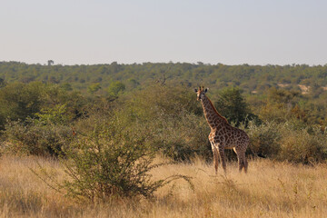 Giraffe / Giraffe / Giraffa camelopardalis