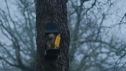 Squirrel at corn feeder during winter rain weather.