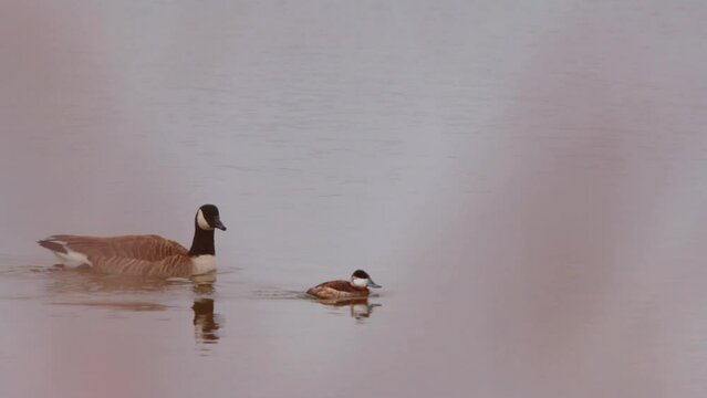 Canada goose (Branta canadensis) baby with his mother swimming on a lake next to Paris, France. 