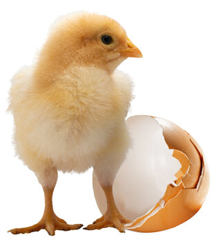 Newborn yellow chicken chick with broken egg