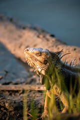 Fototapeta premium Colombian iguana of the Sinu River