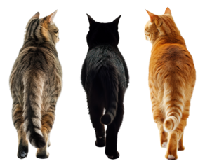 Collage of three black, orange and tabby cat back view walking over white transparent background